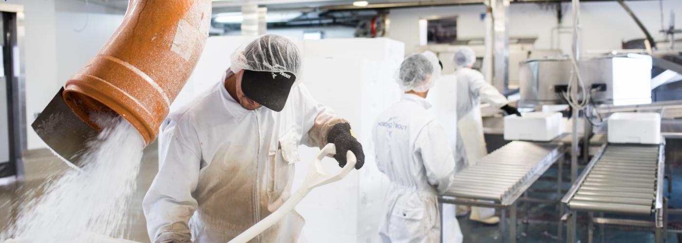 Personal på fiskförädlingen i arbete iklädda vita skyddskläder och svarta handskar.